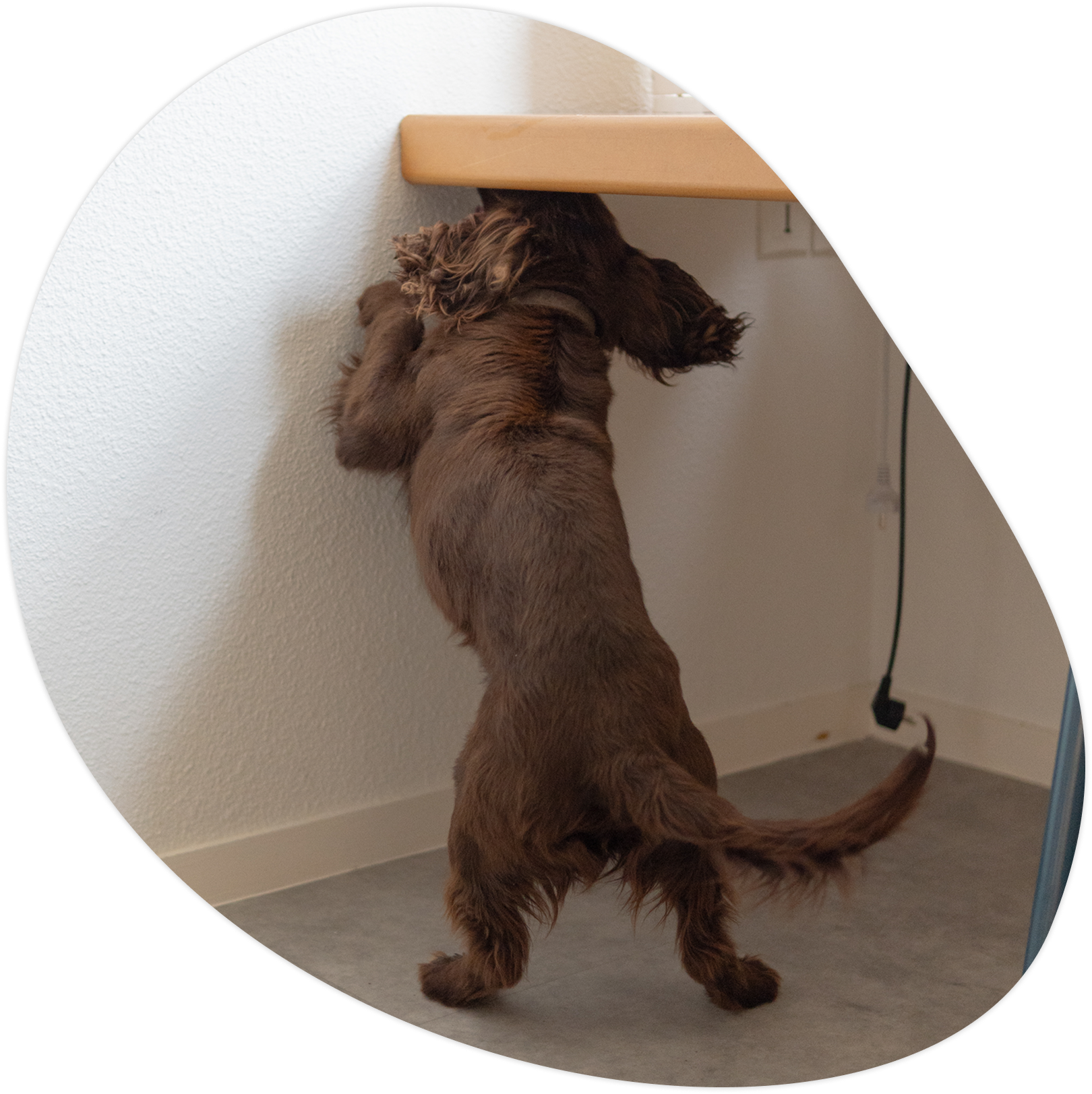 k9 detection nuisibles chien recherche nuisible 05