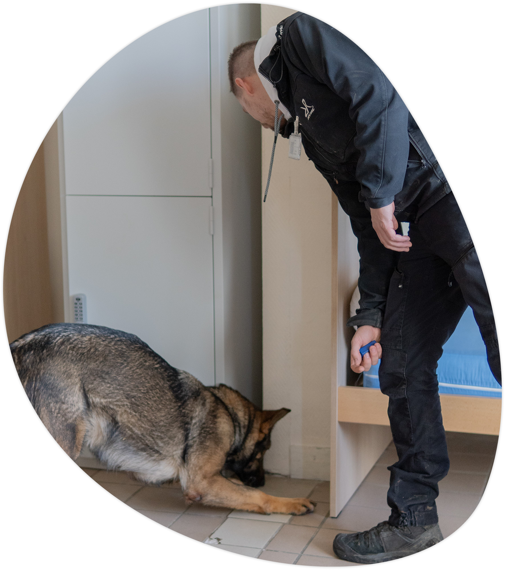 k9 detection nuisibles chien recherche nuisible 20