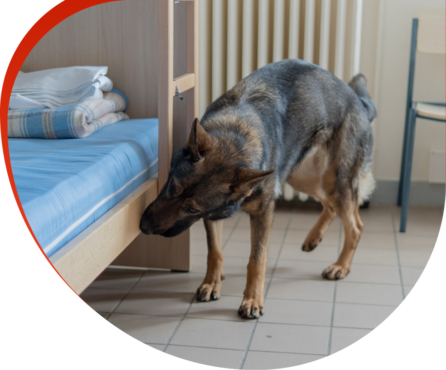 k9 detection nuisibles contrat professionnel