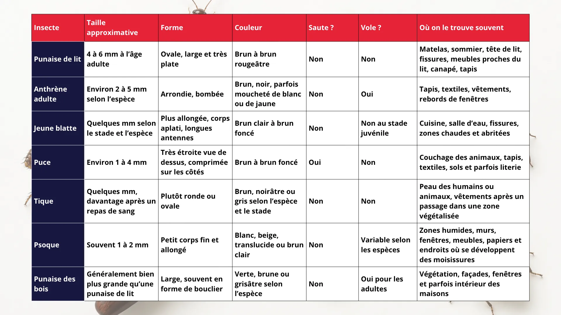 Insecte qui ressemble punaise de lit Tableau comparatif