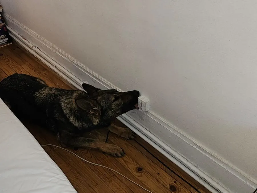detection canine punaise de lit Olympiades