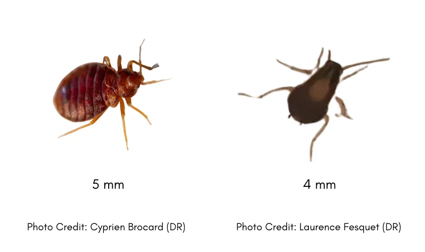 différence punaise de lit blatte