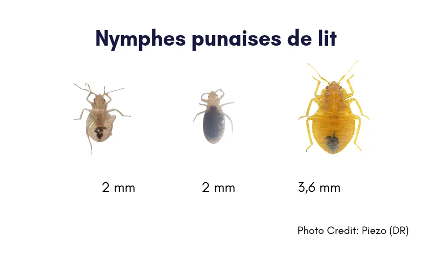 nymphe punaise de lit